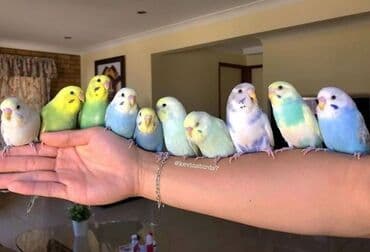 🦜 SUPER PAPUQAY DƏSTİ 🦜cemi 45 azn ✨ Hamısı bir yerdə – ideal lalafo.az -da 🦜 SUPER PAPUQAY DƏSTİ 🦜cemi 45 azn ✨ Hamısı bir yerdə – ideal