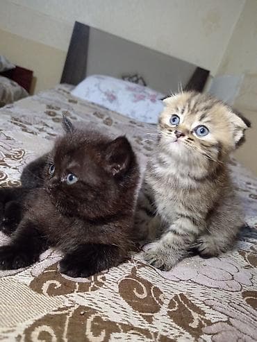 pisik sekilleri profil ucun: Yaxşı əllərə — 7