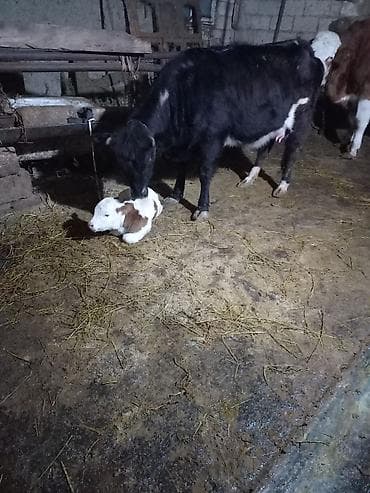 yerli inək cinsləri: 1 ci qarin Disi Simmental Balasi .Tam sude dusmuyub Ayin 2 si dogub — 3