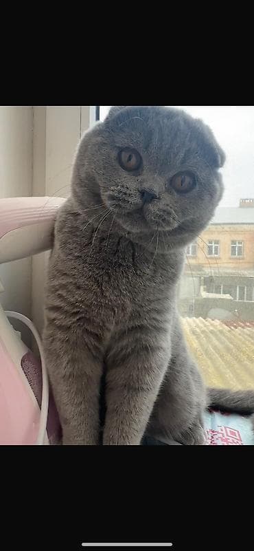 Şotland, Erkək, Yaxşı əllərə, Pulsuz çatdırılma