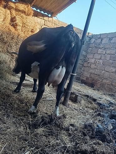 inek satanlar: Inek buzov ile birlikde satılır şvesdir 3cü qarındır erkek balası ile — 8