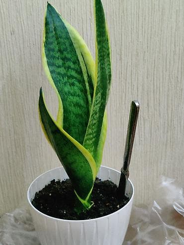 gozel gul buketleri: Sansevieria (Qayınana dili) dibçəkdə ​Sansevieria otaq bitkisi — 3