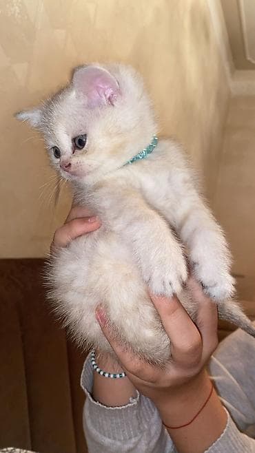 Heyvanlar üçün mallar: Britan — 4