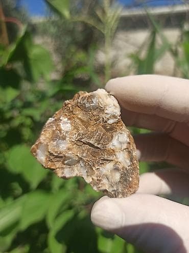 Milyon İllik Tarixi Fosil 💎 Daşlaşmış Ağac ( Petrified Wood ) 🪵 ✨ Bu — 10