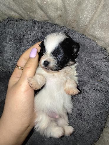 alabay itlerin satisi: Şpitz, 1 ay — 5