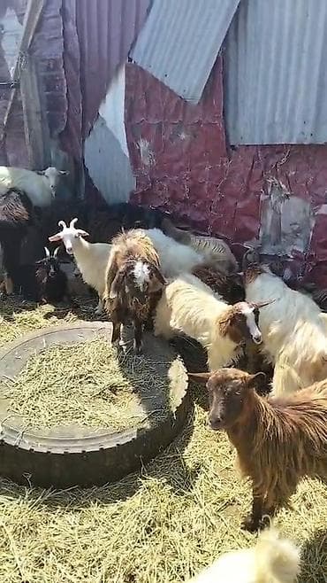 heyvan ve insan seksi: Qoyun-keçi sürüsü satılır - Növlər: yerli dağ keçiləri və — 1