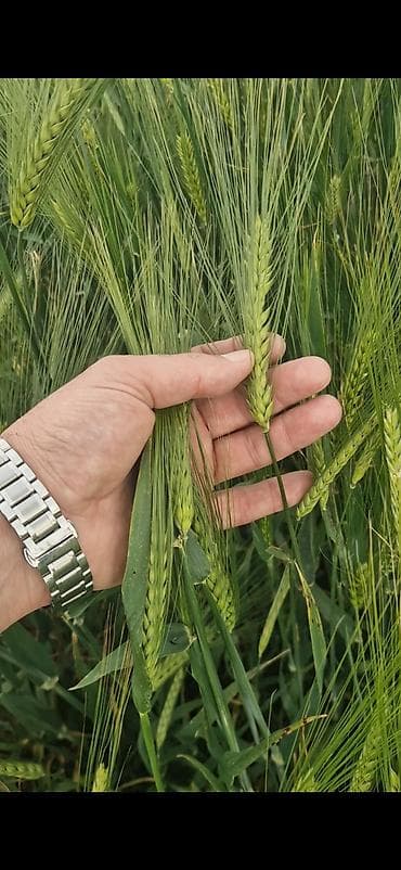 balaxanıda torpaq: 6400 sot, Kənd təsərrüfatı, Kupça (Çıxarış) — 4