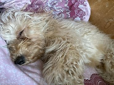 afcarka balası: Pudel, 6 ay, Erkek, Peyvəndli — 1