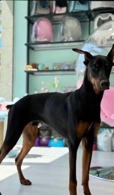 доберман купить: Doberman, Erkek — 3