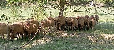 cins ineyler: Satılır: qrup halında qoyunlar - Növ: yerli cins qarışığı, qısa — 4