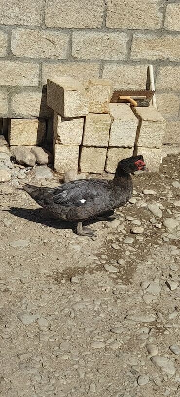 heyvanlara verilen adlar: Dişi, | Lal ördək, Macar, Damazlıq, Ünvandan götürmə, Pulsuz çatdırılma, Ödənişli çatdırılma — 3