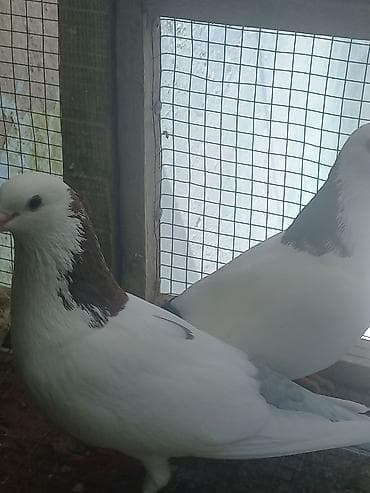 katibə quşu: 3 ədəd göyərçin. Ünvan Sabunçu. Dişi qara boynugüllü — 6