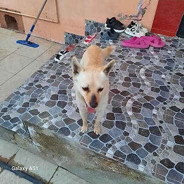 balaca boyumeyen itler: Şpitz — 8