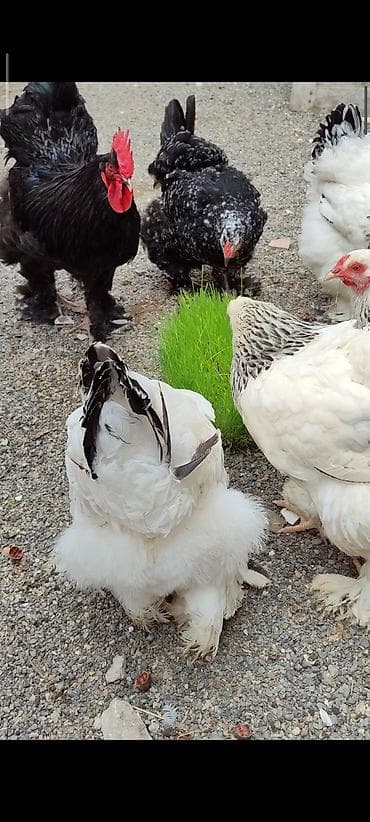 cins inekler azerbaycanda: Mayalı brama yumurtası. Şəkildə də göründüyü kimi iri, təmiz cins — 3