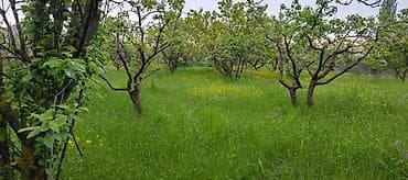 cinarli park ev satilir: 10 sot, Kənd təsərrüfatı — 3