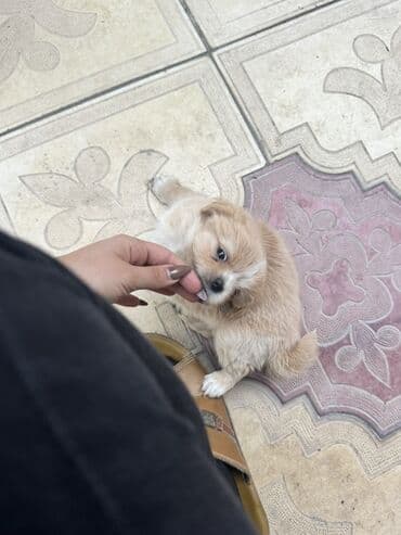 balaca it ucuz: Pekines, 2 ay, Peyvəndli — 6