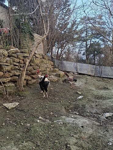 yemler: Toyuq cücələri, Damazlıq — 2