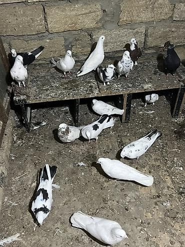 qaz quş: Məhsul: Ev göyərçinləri dəsti

23.24 Quşdu Tecili Satılır — 2