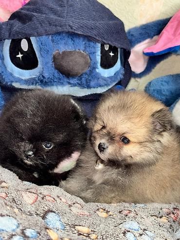 zvanoq itleri: Şpitz, Erkek — 3