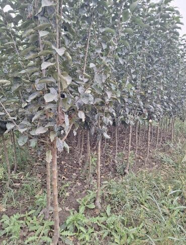 green pharma baku: Məhsul: Şəxsi tingçilik təsərrüfatında yetişdirilən meyvə tingləri — 11