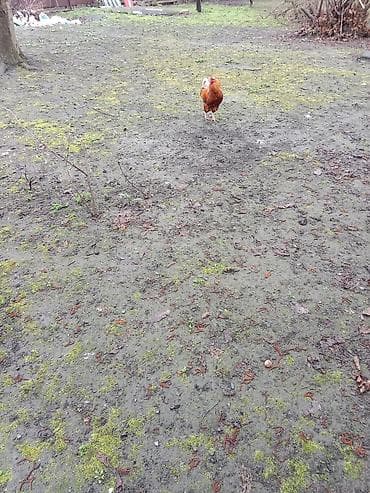 rol qaz: Təsvir: - Həyət şəraitində saxlanılan xoruz. - Rəngi qırmızı-narıncı — 1