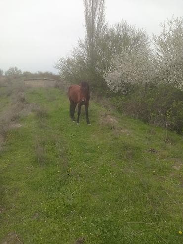 cins qoyunlar satilir: Erkək, il: 5, Ünvandan götürmə — 9