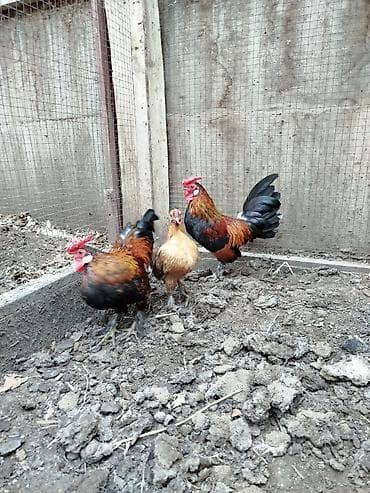 balonka it satilir: Toyuq, Damazlıq — 3