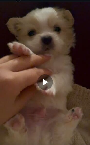 ov iti satilir: Pekines, 2 ay, Erkek — 1