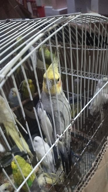 Gəmiricilər: Karella Tutuquşu Hazır cütdü 5 gündü yumurtaya düşüb, Tək halda hərəsi — 8