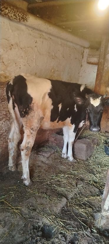 Gəmiricilər: Holşteyn qarışığı inək - Rəng: qara-ağ alaca - Boy-fizika: uzun — 1