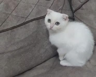 pitbul balasi satilir: Şotland yastı qulaq, Dişi — 1