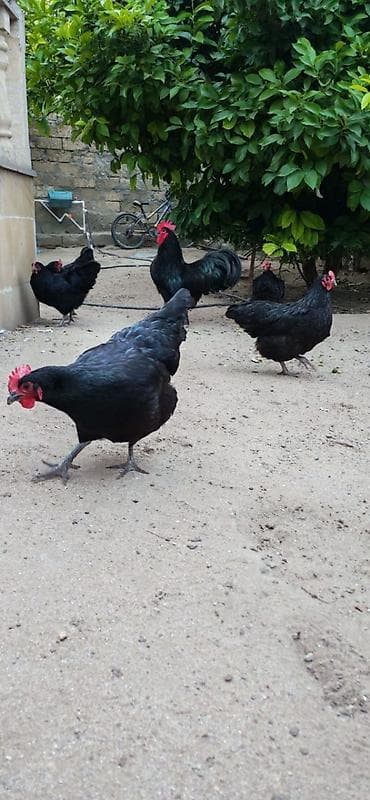Heyvanlar: Toyuq, Australorp, Damazlıq — 6