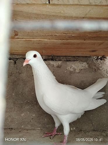 quşlar: Salam qizmizi cepler satilir ıksıde erkeydi balalarının ucusuna soz — 2