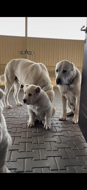 heyvan cantası: Alabay — 3