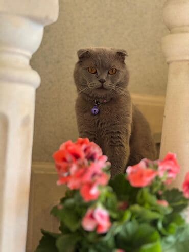 ən şirin pişiklər: Şotland yastı qulaq, Erkək, Yaxşı əllərə, Ünvandan götürmə — 3