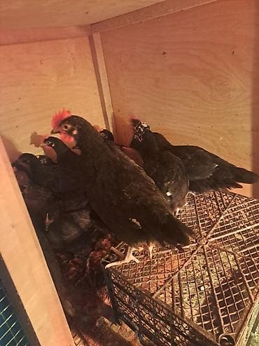 toyuq barter: Toyuq, Yumurtalıq — 4