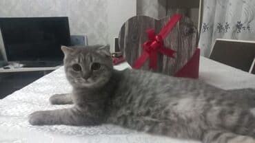 etibarlı əllərə pişik: Şotland yastı qulaq, Yaxşı əllərə — 3