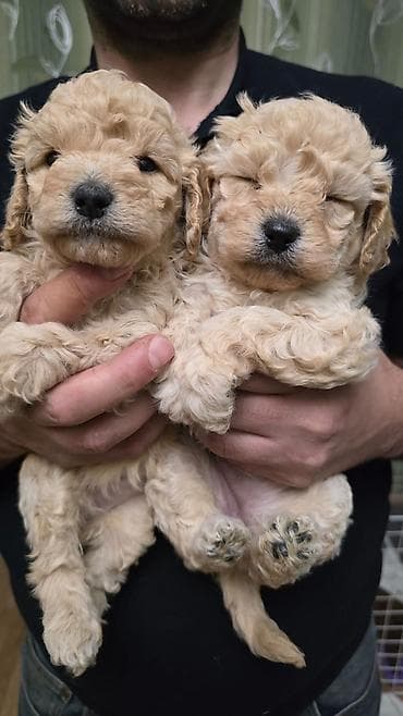 pudel it: Pudel, Ünvandan götürmə — 5