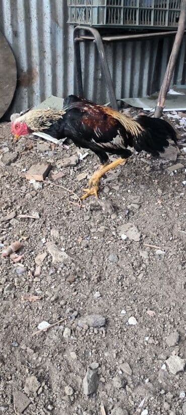 Сельхоз птицы: Salam hyrati beçesi satilir 6 ayliqdir cinsdir temiz qandir yaşini — 2