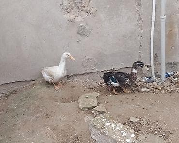 lal ordək satışı: Bramadan dönmə xoruz satılır çəkisi hardasa 3.5 dən yuxarıdır.toyuqlar — 4