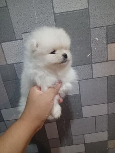 balaca tuklu itler: Şpitz — 7