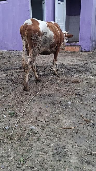 Heyvanlar: Dişi, Simental, il: 2, Südlük, Ünvandan götürmə — 4