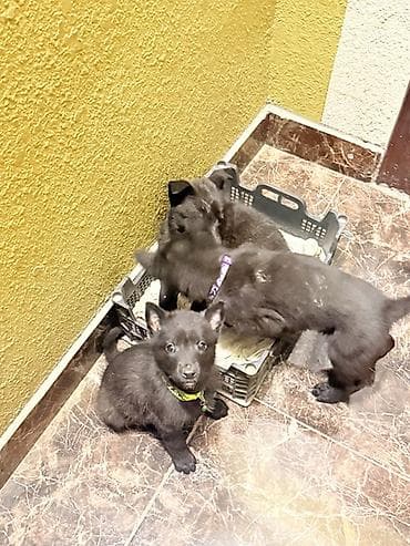 qara it: Belçika çoban iti, 2 ay, Peyvəndli, Pulsuz çatdırılma — 3