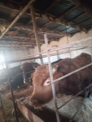 Toyuqlar: Erkək, il: 1, 10 kq, Ətlik, Ünvandan götürmə — 4