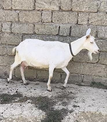cəpişlər: Oxu Sonra Zəng Elə təmiz orginal Sani hal hazırda sağılır 3 litrə — 3