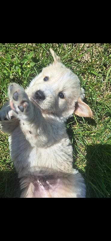 scottish fold qiyməti: Retriever, 2 ay, Erkek, Pulsuz çatdırılma — 2