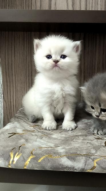 pisik yuvalari: Britan — 4