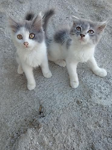 heyvan: Şotland Balalari — 4