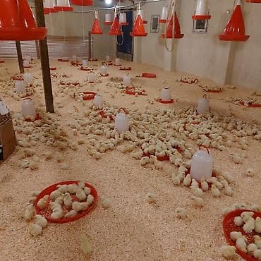 yaponka toyuq: Toyuq cücələri, Ətlik — 2