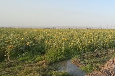 каталог обоев в баку: Geniş bir sahədə cərgə-cərgə əkilmiş, tam inkişaf etmiş günəbaxan — 1